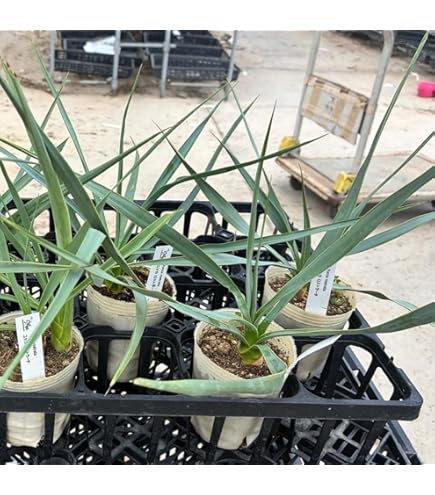 Amazon.co.jp: 耐寒性アガベ オバティフォリア大株◇南国ドライ